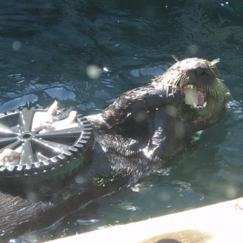 Seattle Aquarium - Otter critter - Aquariums Near Me - Seattle, Washington Seattle Aquarium - Otter critter - Aquariums Near Me - Seattle, Washington