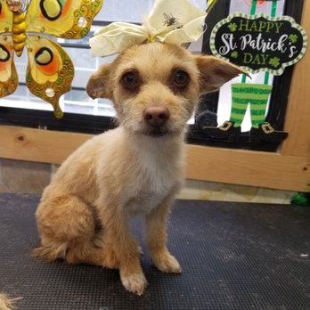 Serenity Pet Grooming - Pulgita! - Pet Groomers Near Me - Pomona, California Serenity Pet Grooming - Pulgita! - Pet Groomers Near Me - Pomona, California