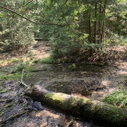 Iargo Springs Interpretive Site - More woodland beauty.