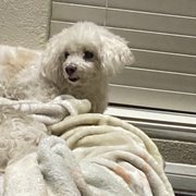 VCA CHATOAK ANIMAL HOSPITAL Updated May 2025 104 Photos 393 Reviews 17659 Chatsworth St Granada Hills California Veterinarians Phone Number Yelp