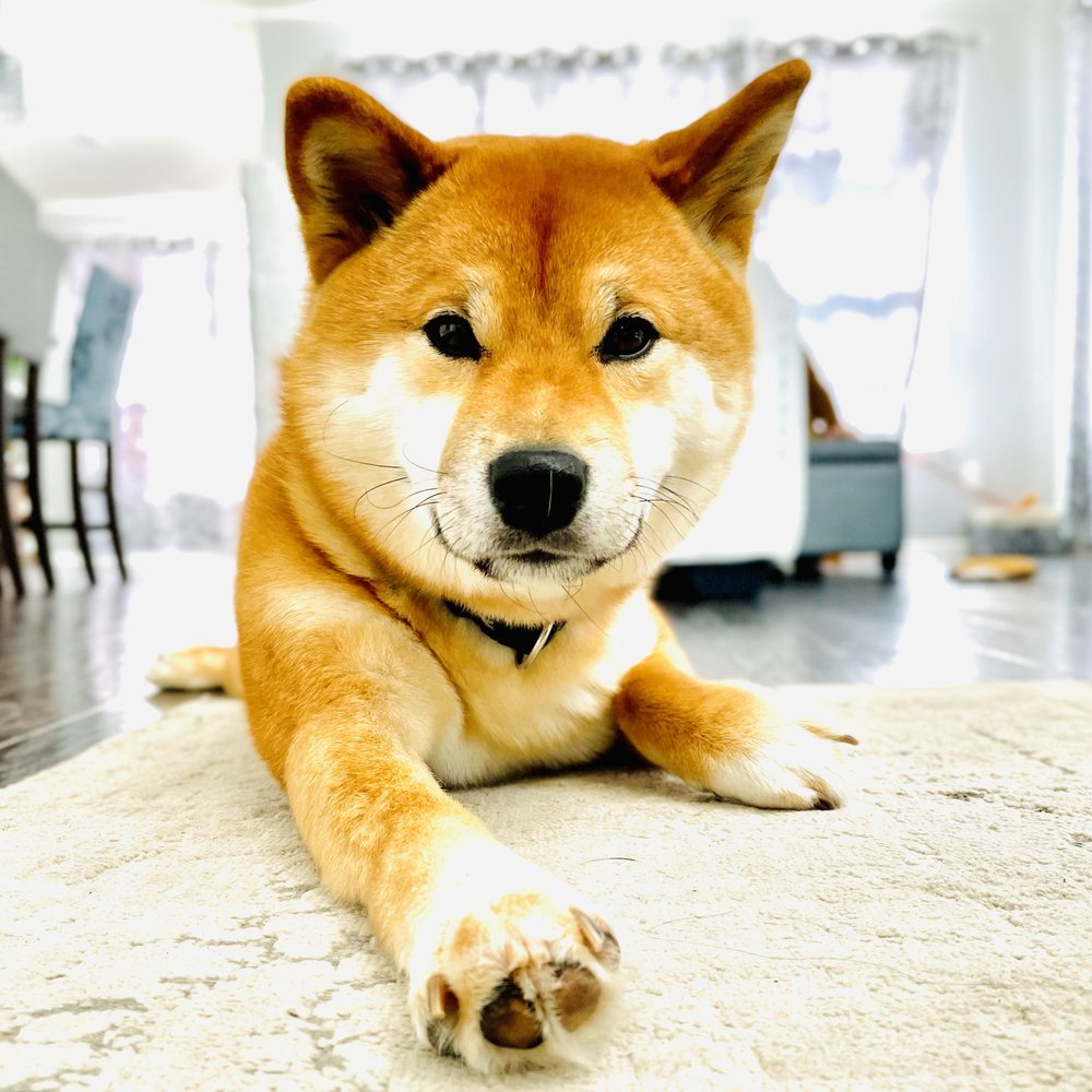 Beacon Dog - Big Red! - Pet Training Near Me Beacon Dog - Big Red! - Pet Training Near Me