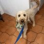 Photo of Dogon'Wild Training & Canine Care