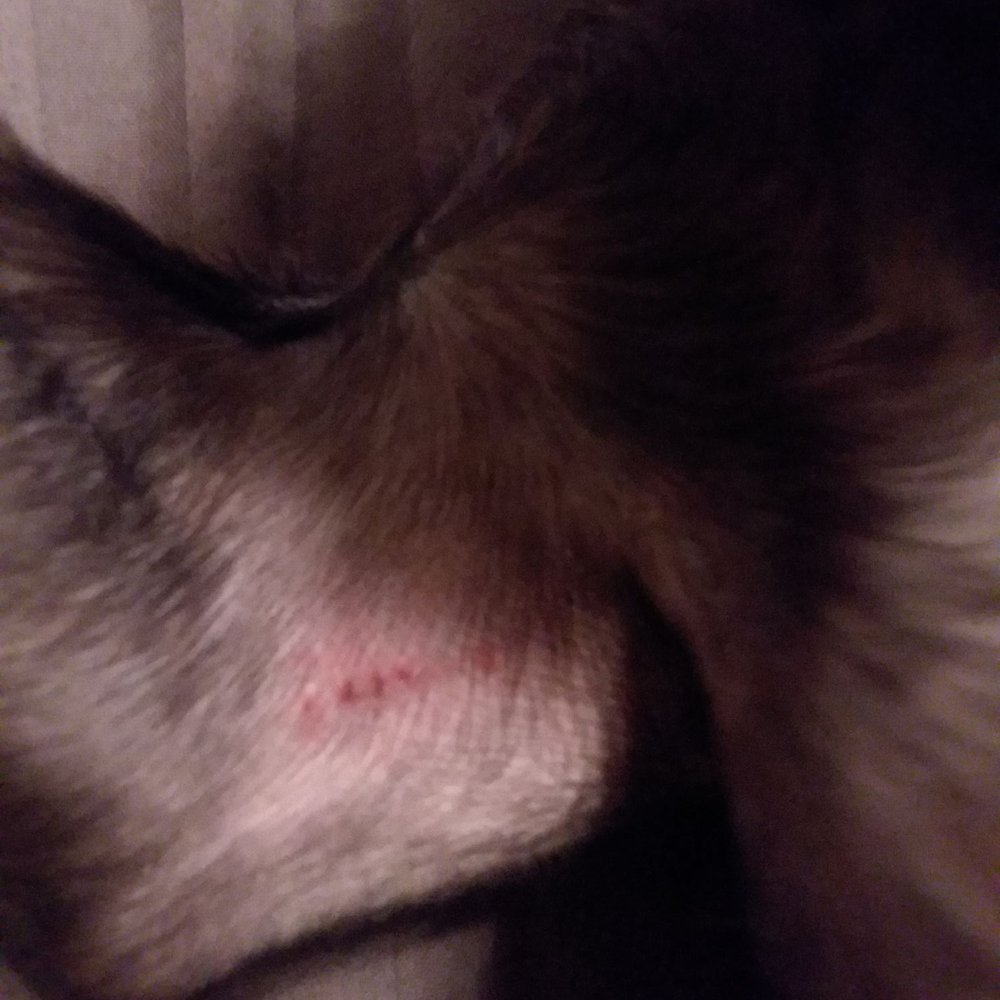 The Paw Wash - Where the owner cut him! - Pet Groomers Near Me - Bedford, Virginia The Paw Wash - Where the owner cut him! - Pet Groomers Near Me - Bedford, Virginia