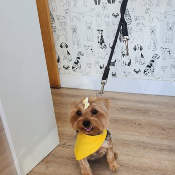 LeDog Barber - Mini yorkie - Pet Groomers Near Me - San Diego, California LeDog Barber - Mini yorkie - Pet Groomers Near Me - San Diego, California
