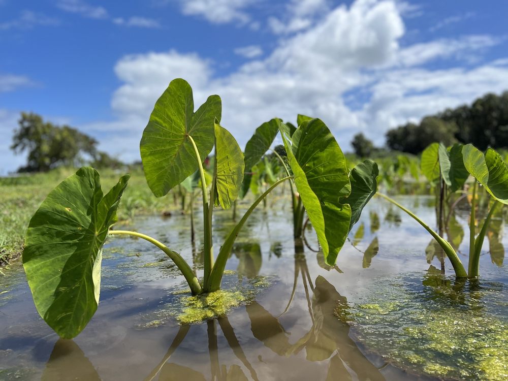 Kākoo Ōiwi - social services organization in Kaneohe, HI
