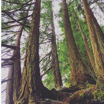 Multnomah Falls - Trees at the top - Hiking Near Me - Bridal Veil, Oregon Multnomah Falls - Trees at the top - Hiking Near Me - Bridal Veil, Oregon