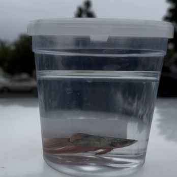 PetSmart - Unique pink male veital - Pet Stores Near Me - Huntington Beach, California