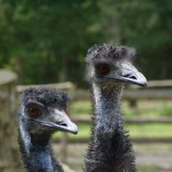 Tierpark