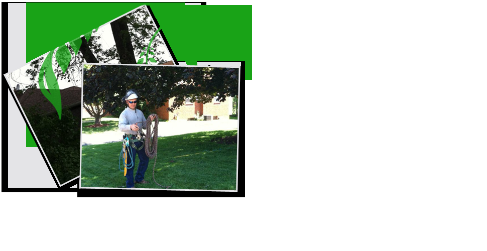 Extreem Tree Service - tree service in Pittsburgh, PA