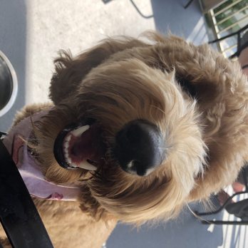 Copper Crown - Pup friendly patio - New American Near Me - Asheville, North Carolina