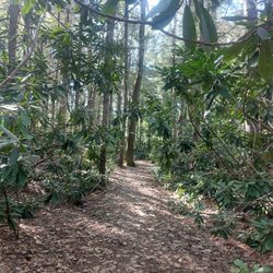 Rhododendron State Park