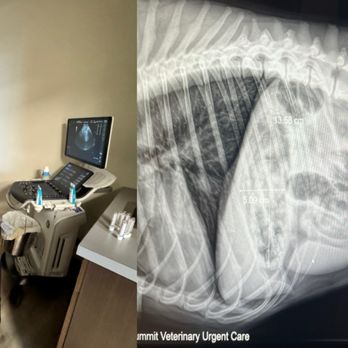 Summit Veterinary Urgent Care - Veterinarians Near Me - West Jordan, Utah Summit Veterinary Urgent Care - Veterinarians Near Me - West Jordan, Utah