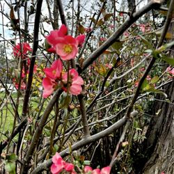 Highland Art Center - Flowers of the Highland