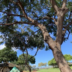 Patsy T. Mink Central Oahu Regional Park
