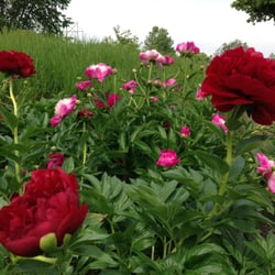 Duck Creek Golf Center - Our entire property is filled with beautiful botanical gardens, come and smell the roses!