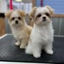 Photo of 4 Bubbly Paws