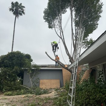 Discount Tree Care Arborist - Tree Services Near Me - Long Beach, California