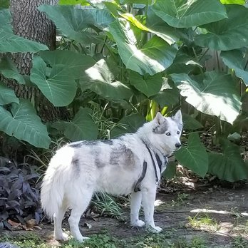 Hearthstone Animal Clinic - Summit in his yard - Veterinarians Near Me - Houston, Texas Hearthstone Animal Clinic - Summit in his yard - Veterinarians Near Me - Houston, Texas