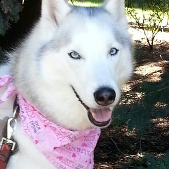 Amber's Grooming Salon - Pet Groomers Near Me - Pullman, Washington
