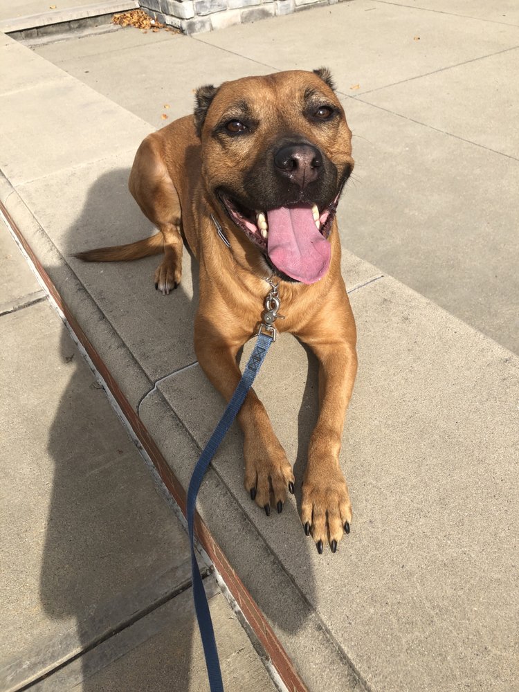 FAIRY TAILS PET SALON 3903 Broadway, Grove City, Ohio Pet Groomers