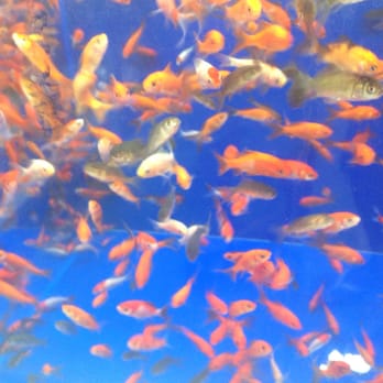 PetSmart - Pet Groomers Near Me - Mililani, Hawaii