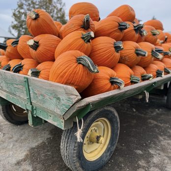 Bishop's Pumpkin Farm - Christmas Trees Near Me - Wheatland, California
