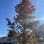 Big Tree II
