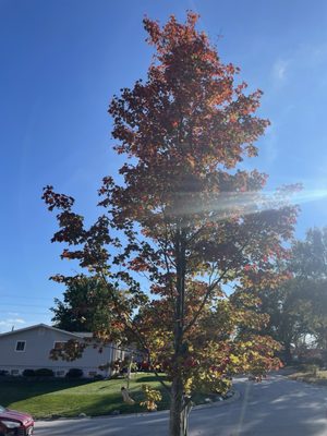 Big Tree II, 2125 Hackmann Rd, Saint Charles, MO 63303, US