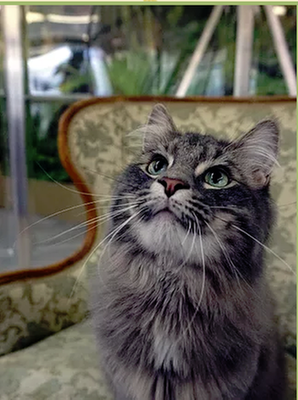 The Cat's Meow by null