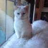 Crazy Cat Chic Nic gift card