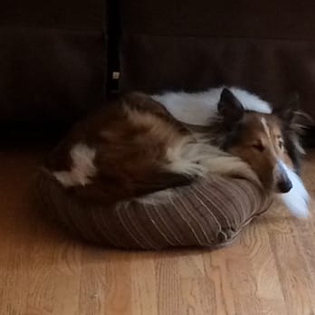 Bark Busters Home Dog Training - Belle our collie and trouble maker until Jerry helped us out! - Pet Training Near Me