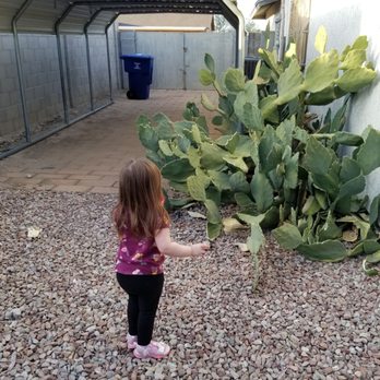 Panama Lou's Tucsonan Landscaping - Before: large prickly pear cactus - Landscaping Near Me Panama Lou's Tucsonan Landscaping - Before: large prickly pear cactus - Landscaping Near Me