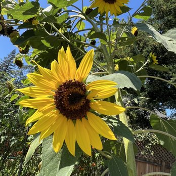 Wild Flour Bread - Garden - Bakeries Near Me - Freestone, California