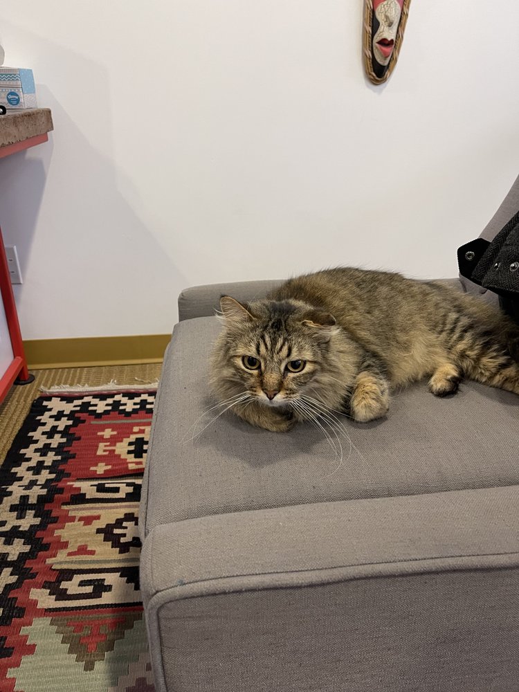 Sharma-Crawford Attorneys at Law - immigration attorney in Kansas City, MO