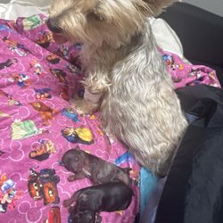 Animal Medical Hospital Association - She has the IV in preparing for the C-section
