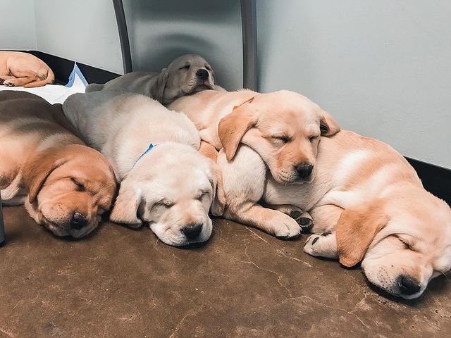 GRANTS LAB PUPPIES - Updated March 2025 - Secaucus, New Jersey - Pet ...
