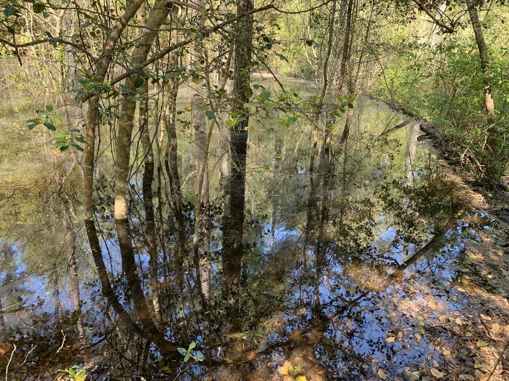WEYMOUTH WOODS SANDHILLS NATURE PRESERVE Updated April 2024 62
