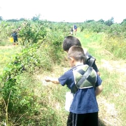 Chickamaw Farm and Ranch - Picking one of 4 varieties of blueberries.