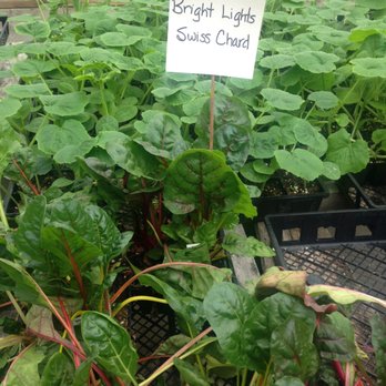 Atlantic Growers - Nurseries & Gardening Near Me - Providence Forge, Virginia Atlantic Growers - Nurseries & Gardening Near Me - Providence Forge, Virginia