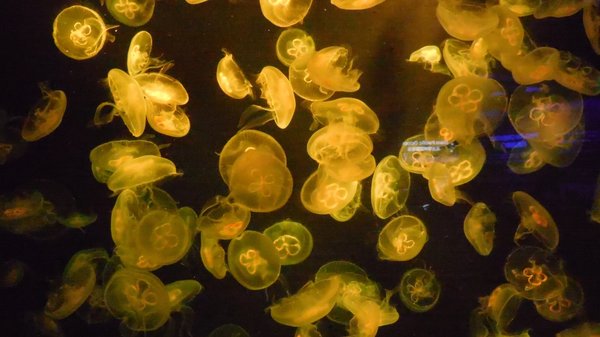 Singapore Oceanarium by null