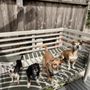 Cat's Canine Care