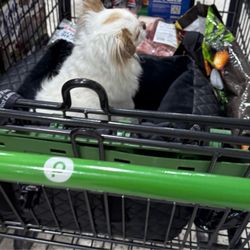 Publix - A nasty dog in his bed in the grocery cart.