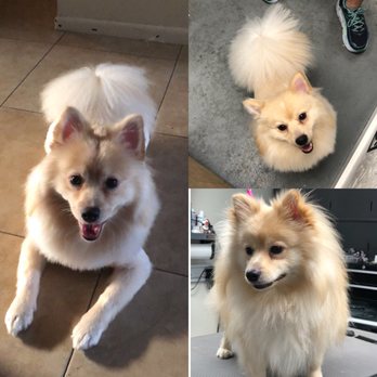 Paws Above the Rest - Before and after of my sweet Toby! - Dog Walkers Near Me - Westminster, California Paws Above the Rest - Before and after of my sweet Toby! - Dog Walkers Near Me - Westminster, California