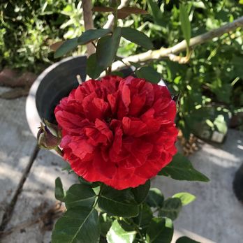 Uva Nursery - Here's a close up of the bloom & picture doesn't do it justice. Two colors - Nurseries & Gardening Near Me - Chino, California Uva Nursery - Here's a close up of the bloom & picture doesn't do it justice. Two colors - Nurseries & Gardening Near Me - Chino, California