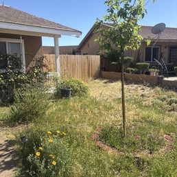 Mulberry Tree in 29 Palms!