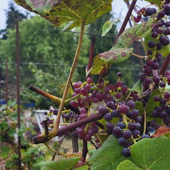 Skipley Farm - The grapes - Nurseries & Gardening Near Me - Snohomish, Washington