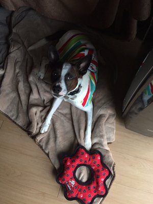 Hair Of The Dog Wash and Groom by null