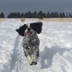 Showcase Pet Grooming & Supplies - Bob loves to go for walks