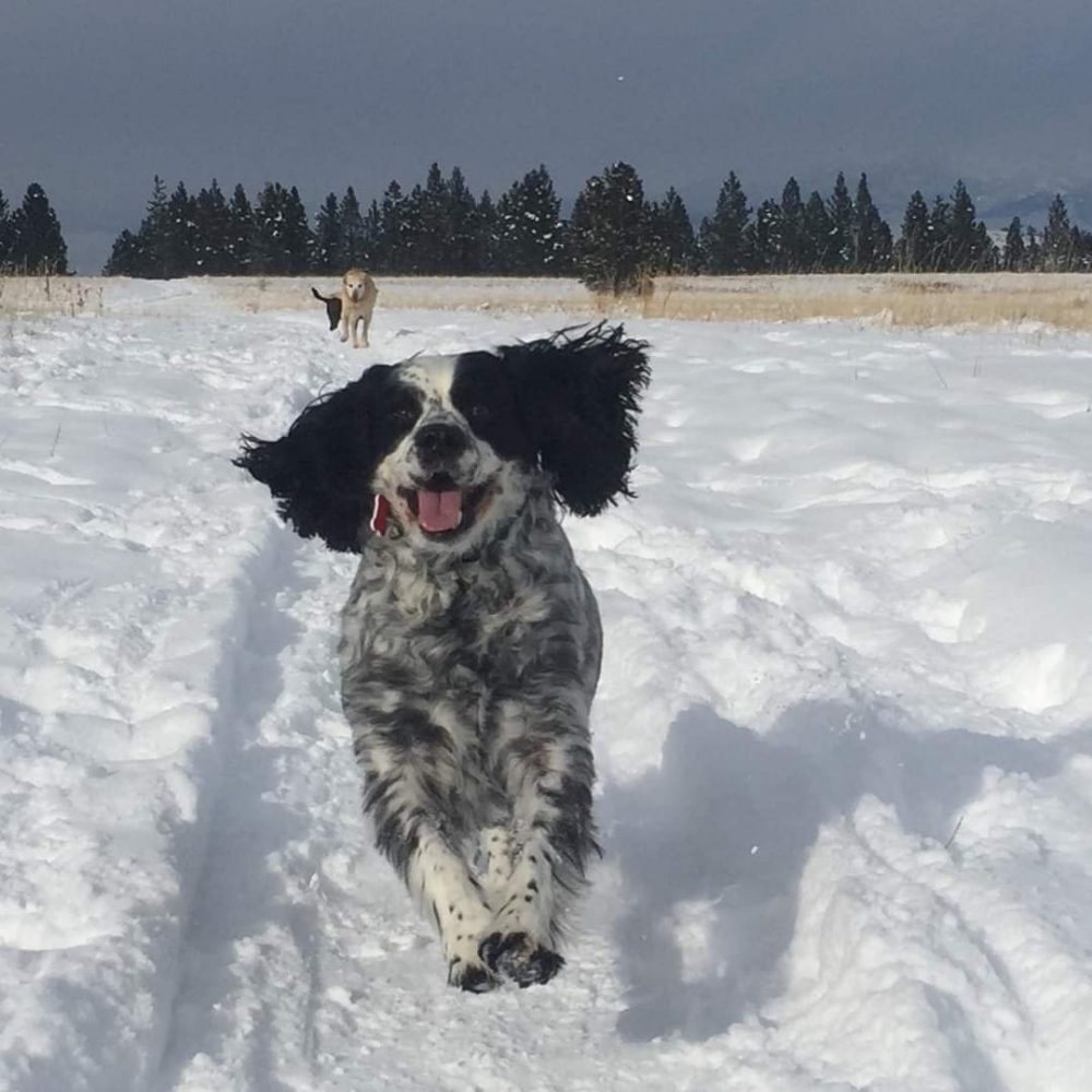 SHOWCASE PET GROOMING & SUPPLIES Updated October 2024 34 Photos & 16 Reviews 2118 S