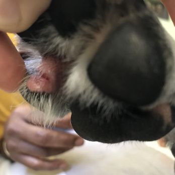 PetSmart - WARNING‼‼‼‼‼‼ THEY SNIPPED THE WEBS OF MY PUPS PAWS. DO NOT GO HERE - Pet Stores Near Me - Houston, Texas
